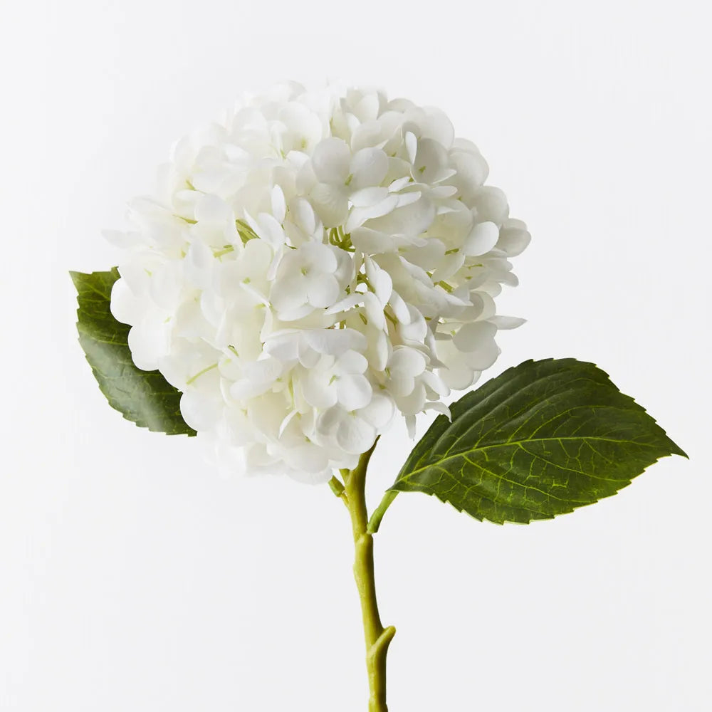 Hydrangea Haus White