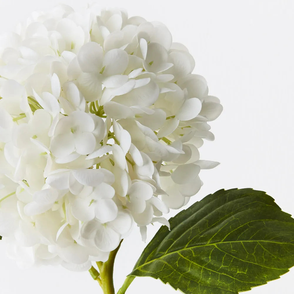 Hydrangea Haus White