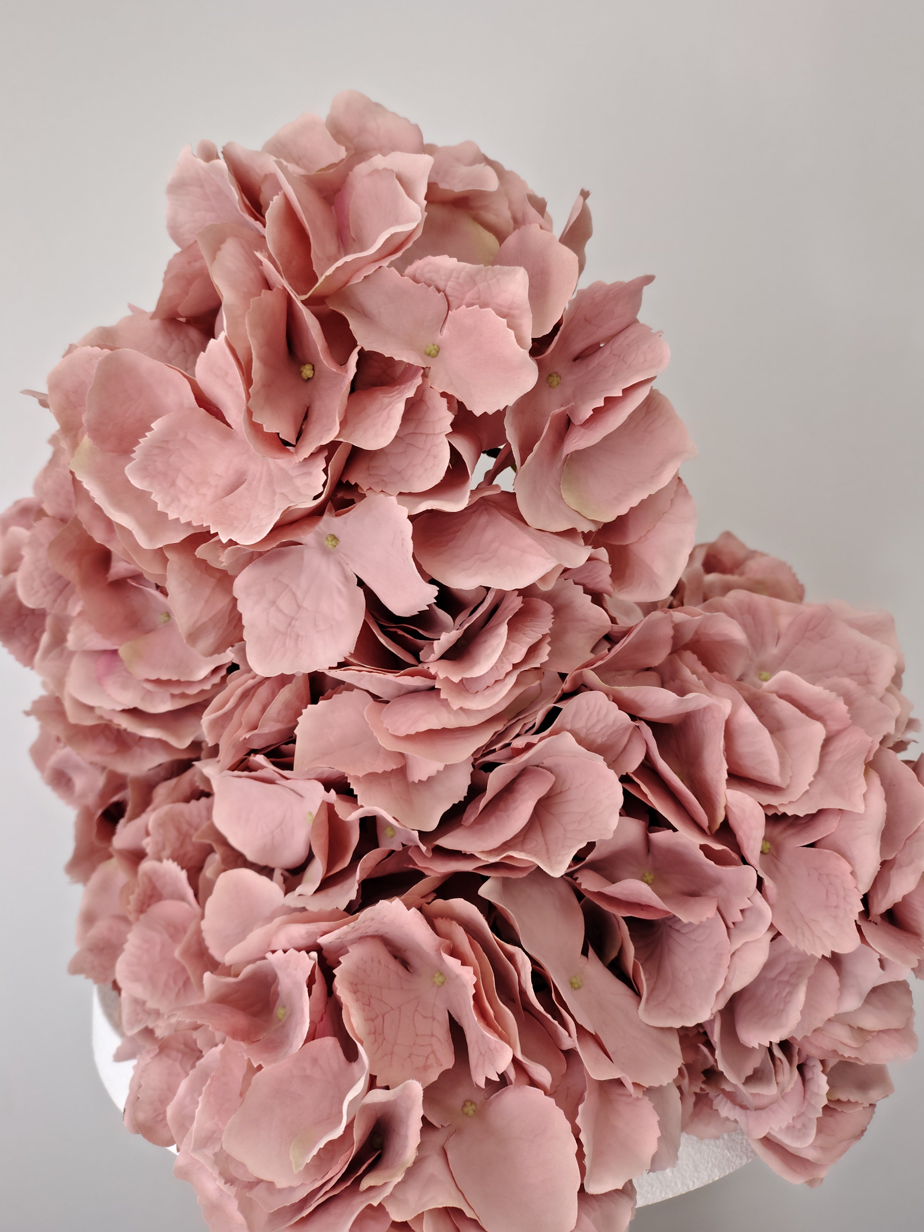 Heirloom Blush Hydrangea